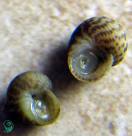 Collonista Snails