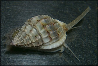 Nassarius vibex 