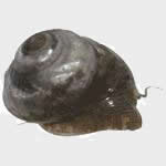 Margarita Snail 