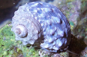 Mexican turbo snail 