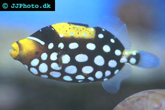 Clown Triggerfish