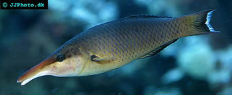 Bird Wrasse