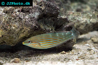 Neon Wrasse 