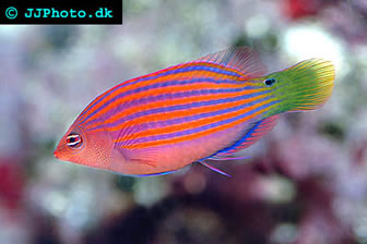 Sixline Wrasse