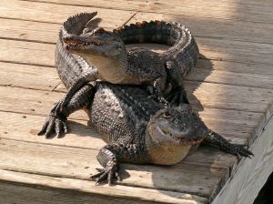 alligator