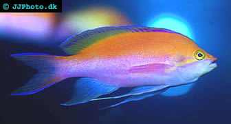 Bicolor Anthias