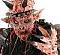 skullduggery1's Avatar