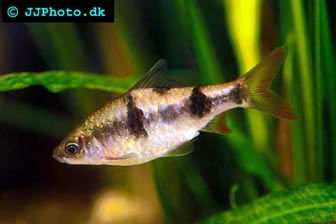 Arulius Barb