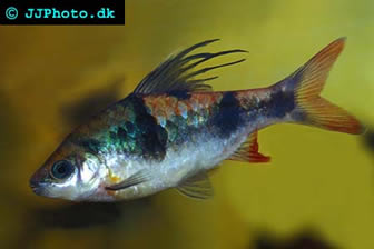 Arulius Barb male