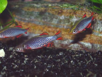 celestial pearl danio