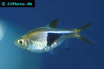 Harlequin rasbora
