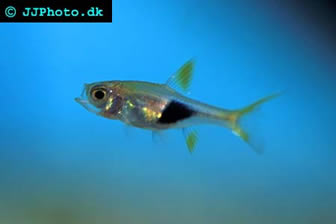 Harlequin rasbora 