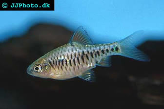 Checkered barb
