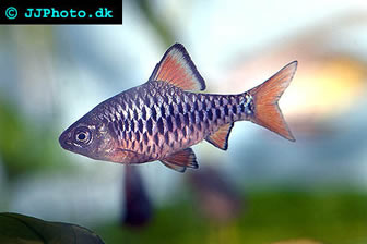 Checkered barb