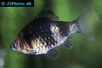 ruby barb