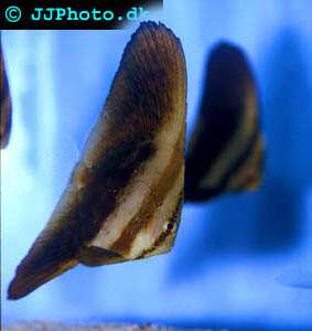 Oribiculate Batfish