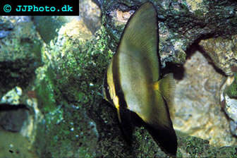 Redfin Batfish