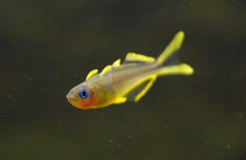 Forktail Blue-eye