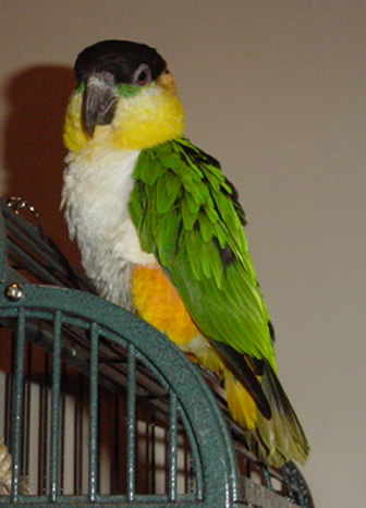 Blackheaded caique