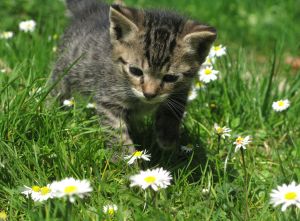 cat, kitten