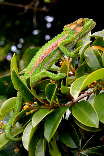 chameleon