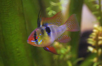 Juvenile German Blue Ram