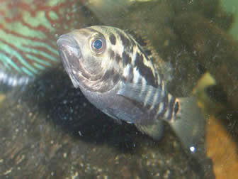 cuban cichlid