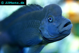 Lionhead cichlid