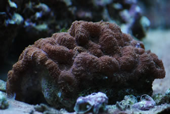 Lobo Brain coral