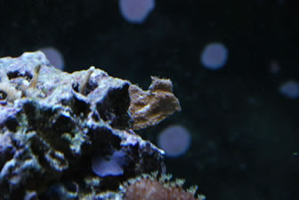 Monti Cap coral