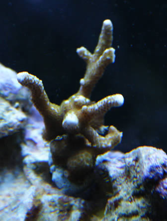 encrusting Montipora