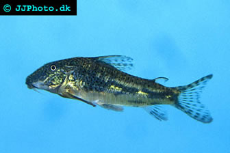 Bearded Cory