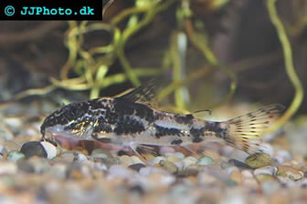 Giant Cory