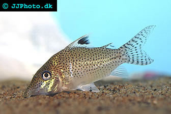 Leopard Cory