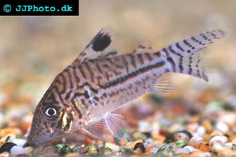 Leopard Cory