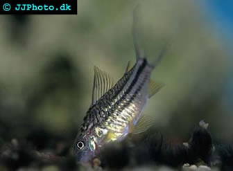 Panda cory