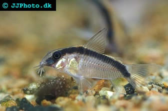Skunk Cory