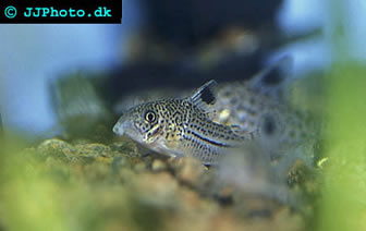 : Trilineatus Cory