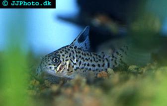 corydoras acrensis