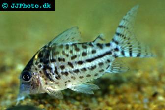 corydoras ambiacus