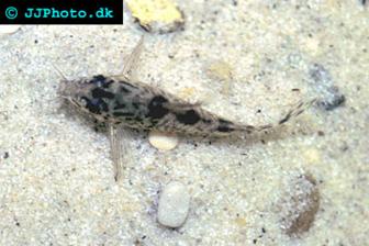 Corydoras diphyes
