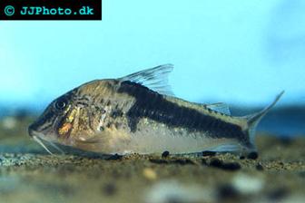 Fowler’s Cory - Corydoras fowleri