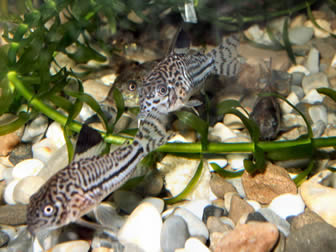 Julii cory catfish