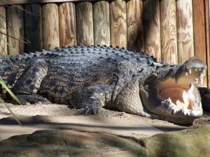 crocodile