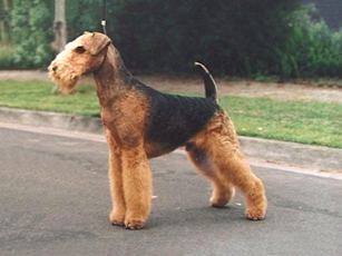terier dog
