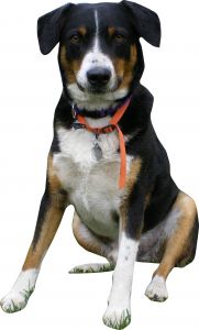 Australian Shepherd