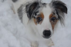 Australian Shepherd
