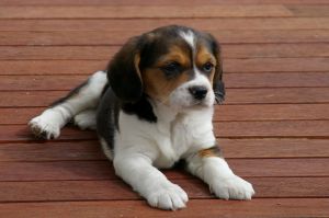 Beagle