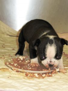 boston terrier puppy