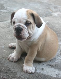 bulldog